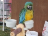 2012_0630willard-oh-mph0184